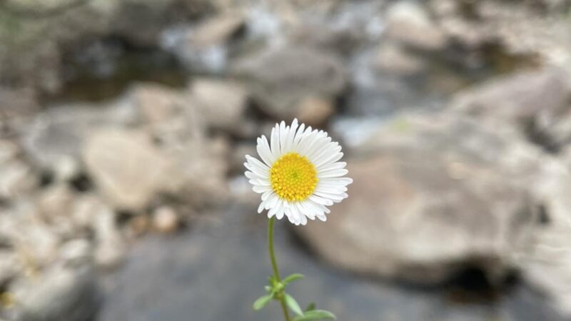 ဘယ်အရာပဲဖြစ်ဖြစ် လုပ်ကြည့်လိုက်လို့ အရှုံးမရှိဘူး